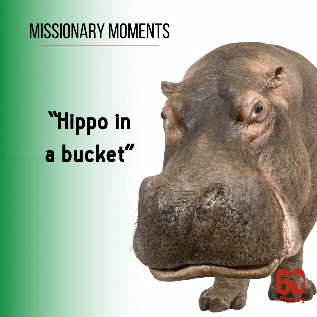 Hippo in a bucket - a missionary moment IG (3)