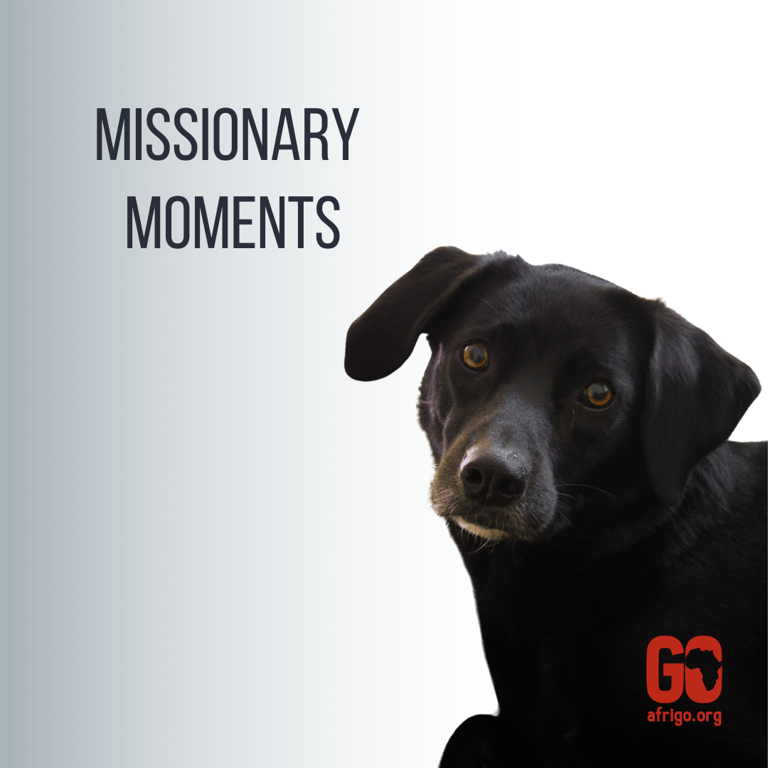 One wild black dog - a missionary moment (9)