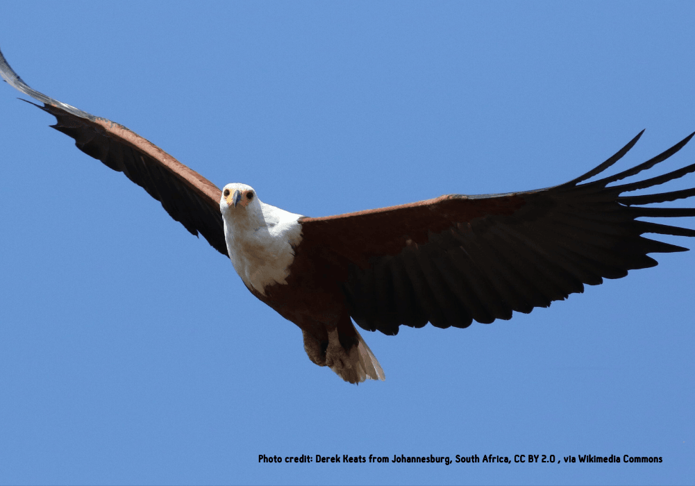 from-slums-to-eagles-wings-1